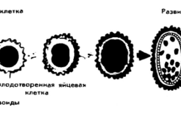Kraken 14 at сайт
